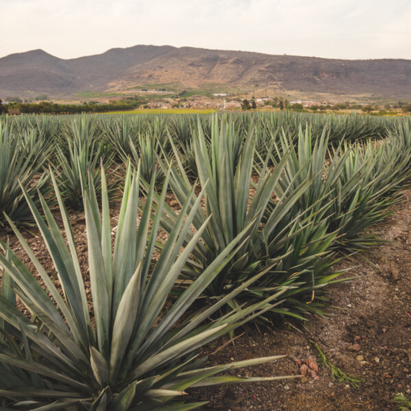 Patron Silver - Tequila 100% d'agaves bleues 